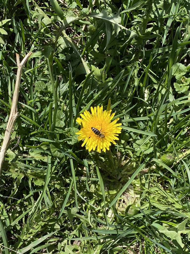 Bee on dandelion