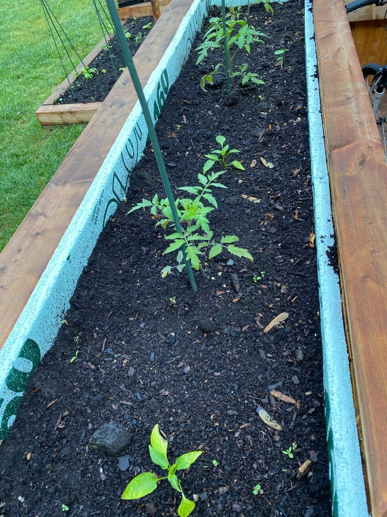 Vegetable garden box