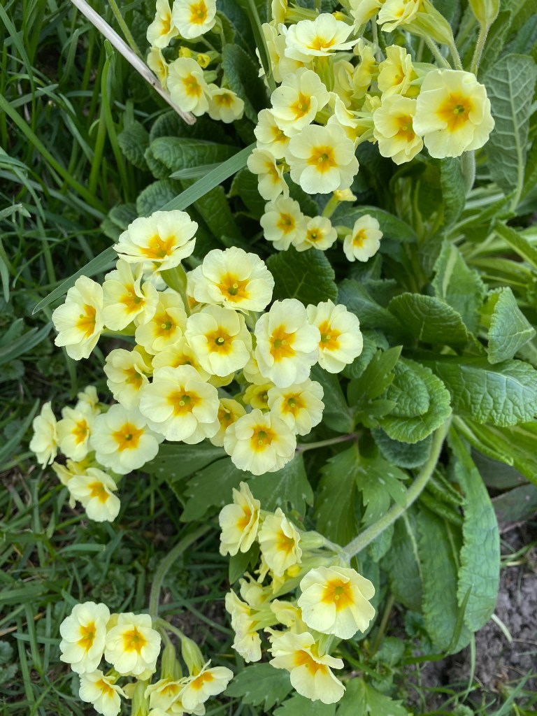 Yellow Primrose