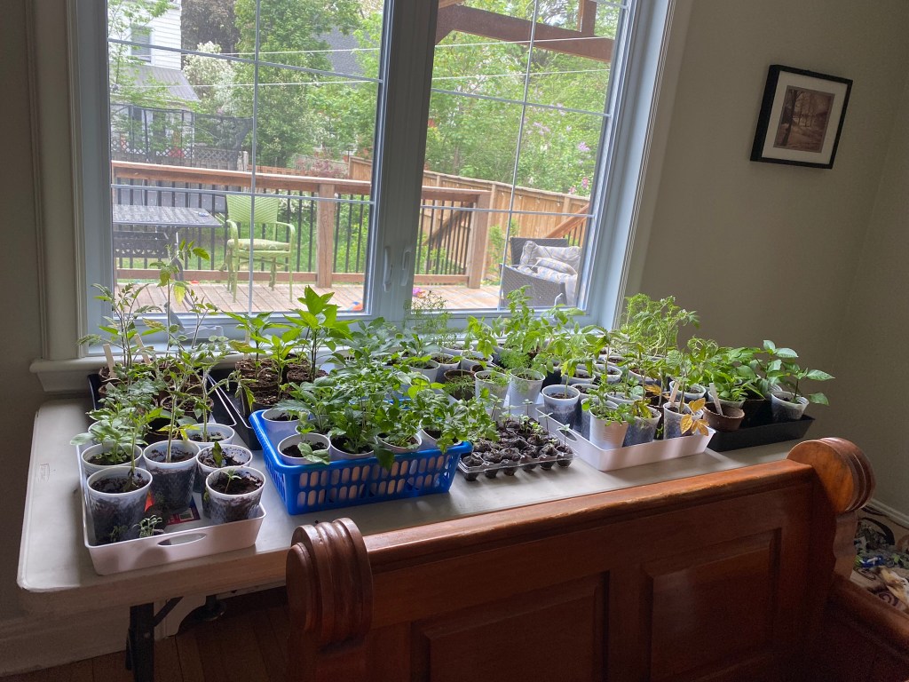 Hardening off seedlings