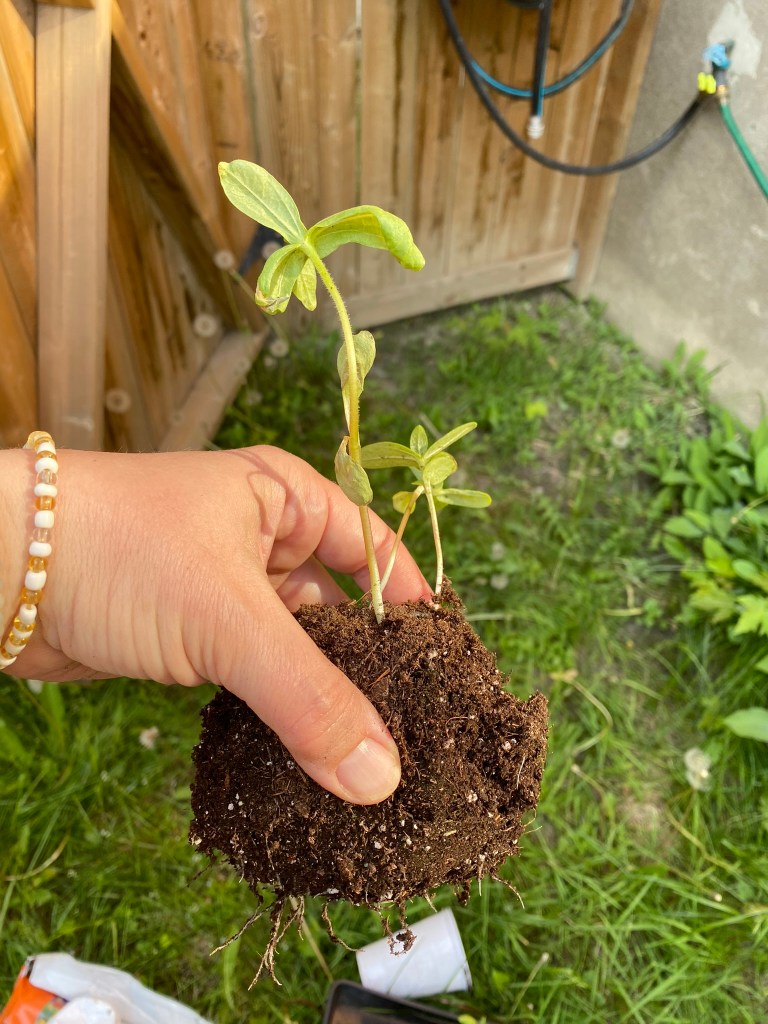 Winter sowing hunk planting zinnias