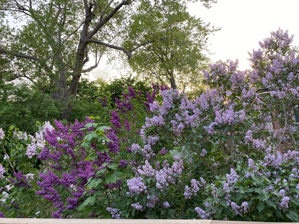 Backyard lilac trees