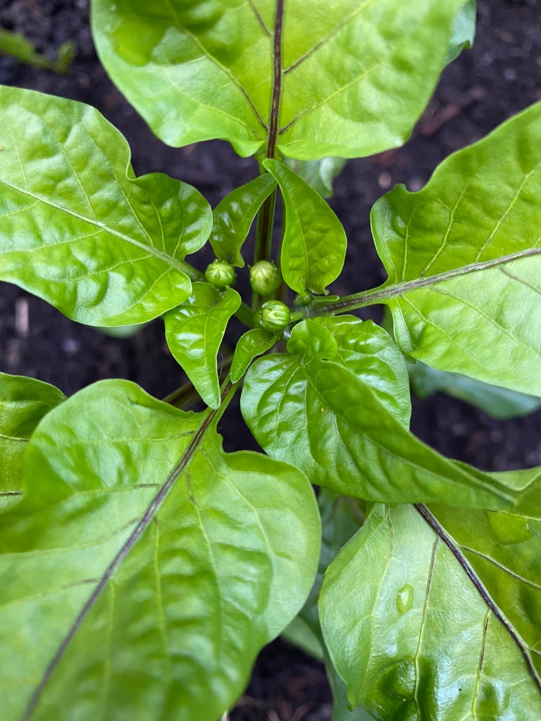 Pepper plant
