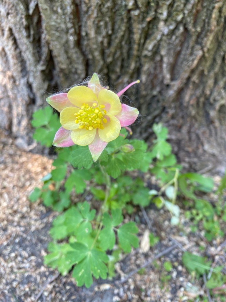 Pink and Yellow Columbine