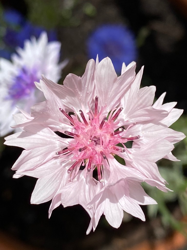 Pink bachelor's buttons