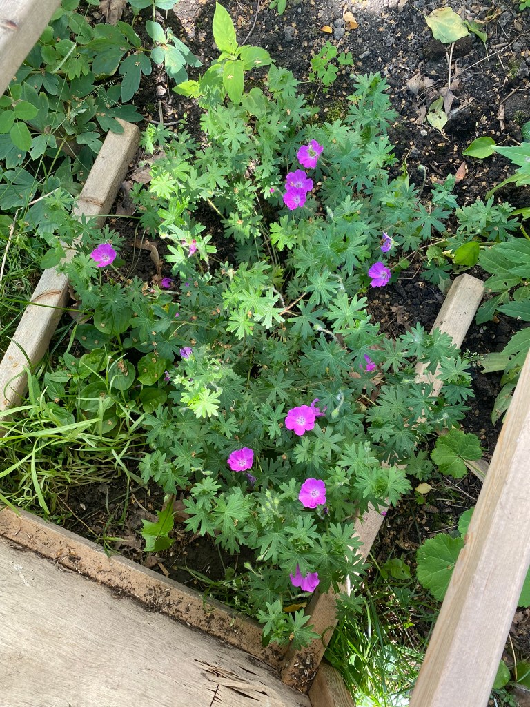 Pink hardy geranium