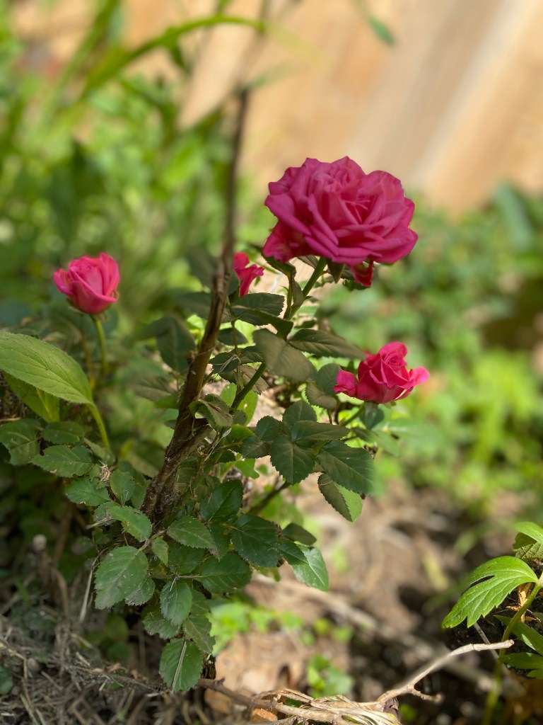Pink miniature rose