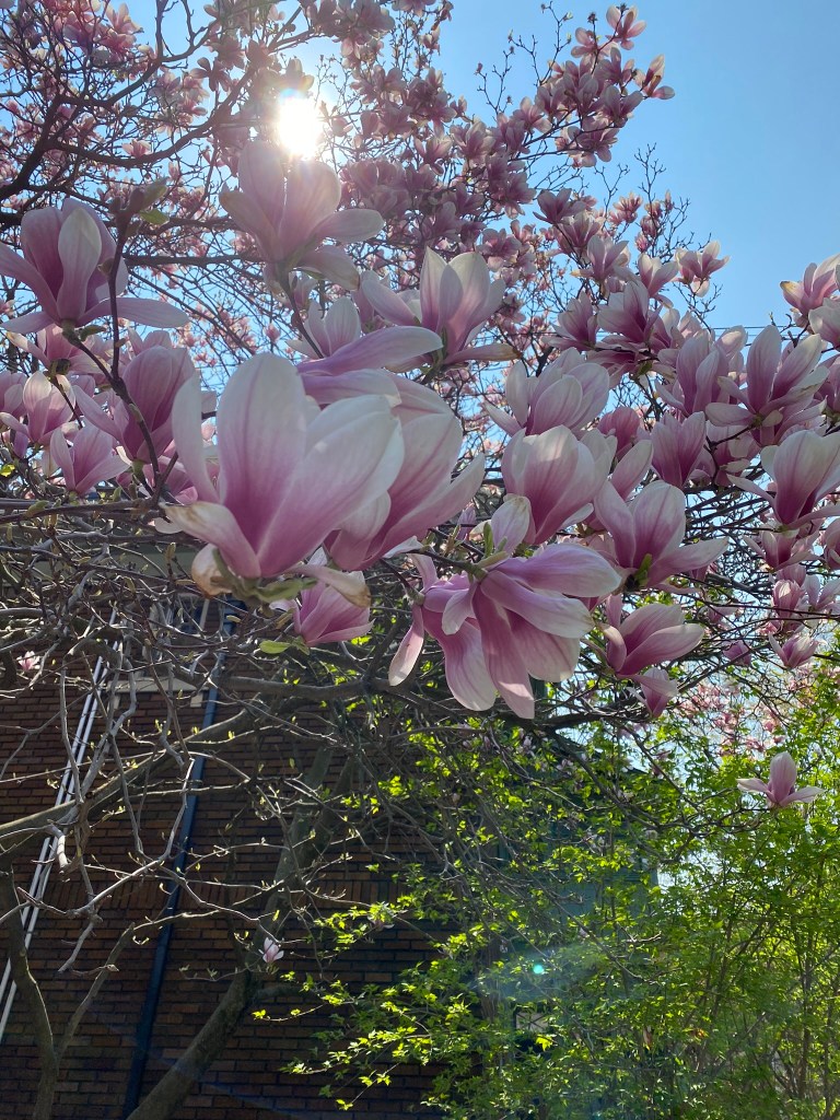 Pink magnolia with sun