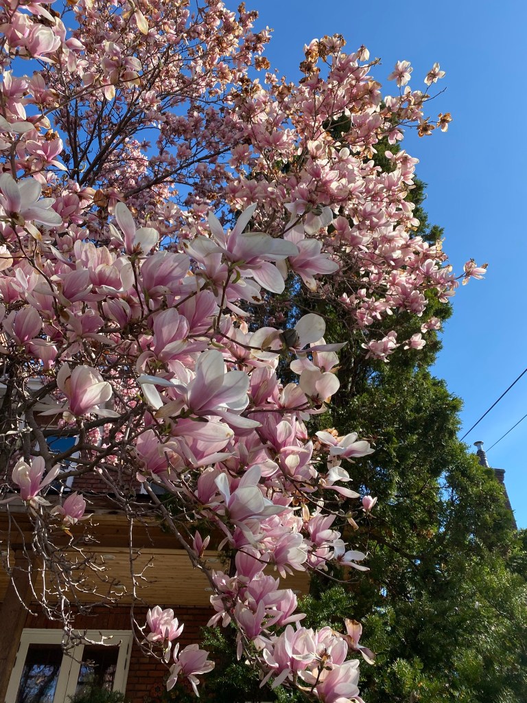 Backyard pink magnolia