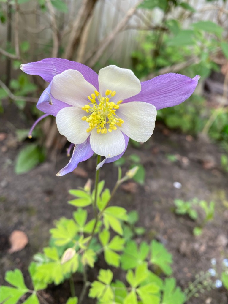 Purple Columbine