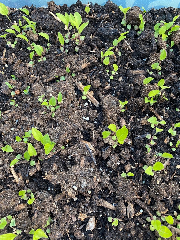 Winter sowing echinacea