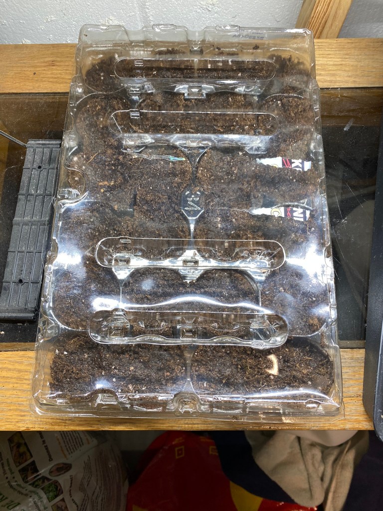 Starting seeds egg cartons