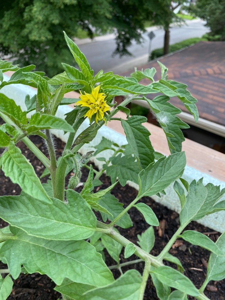Tomato flower