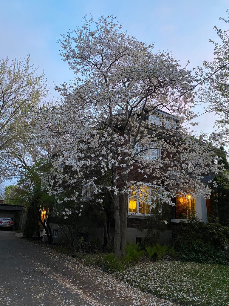 backyard white magnolia