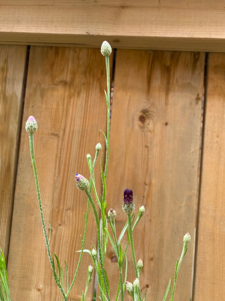 Winter sowing bachelor's buttons