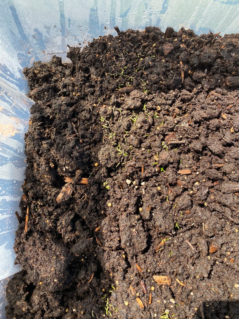 Winter sowing poppies in bins