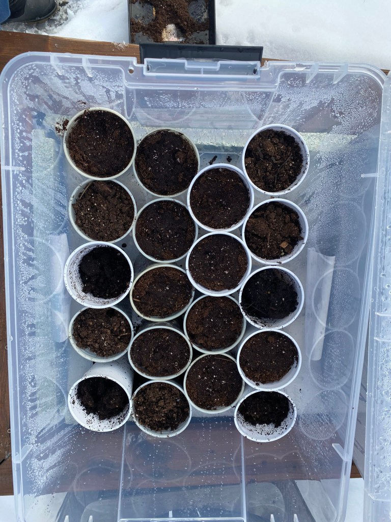 Winter sowing cups