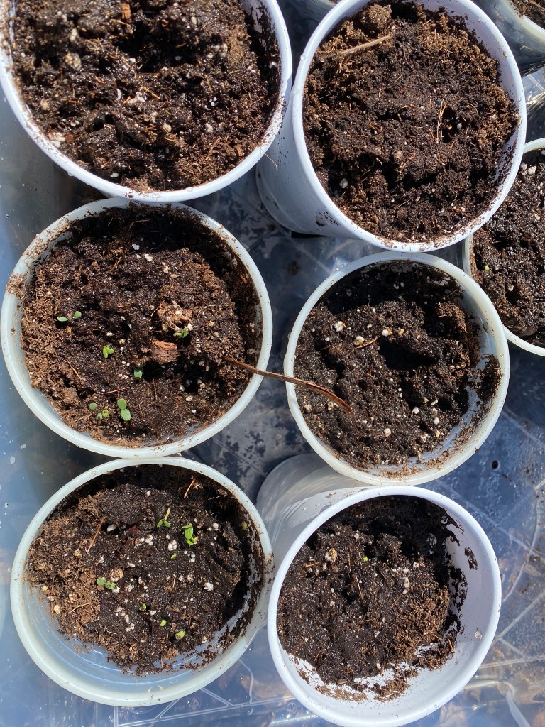 Winter sowing perennials in bins