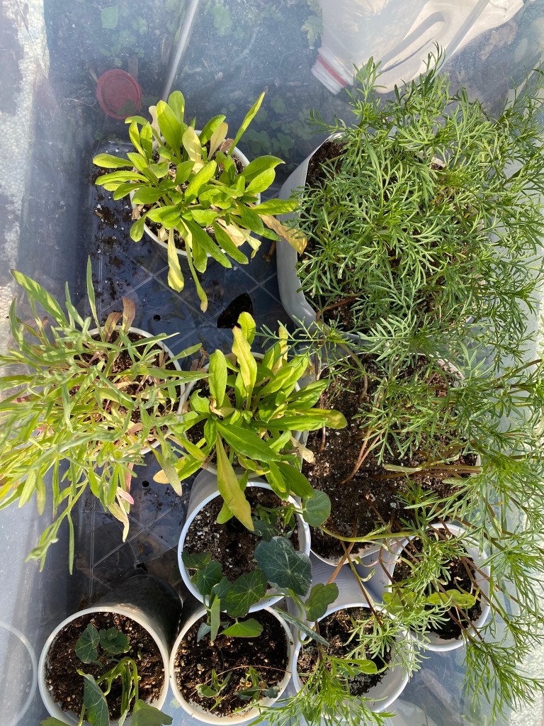 winter sowing seedlings