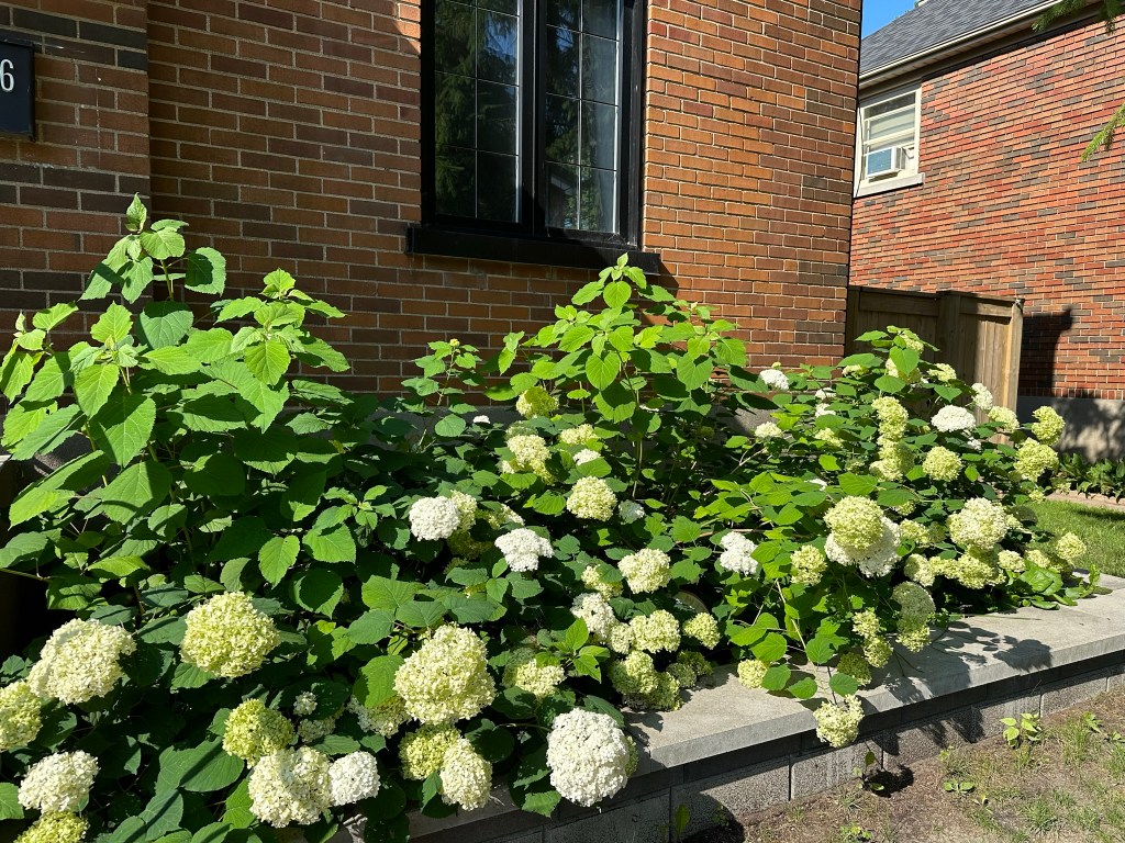 Annabelle hydrangea shrub