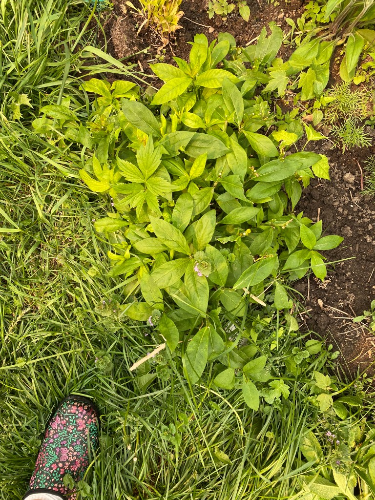 Tall phlox eaten by groundhog