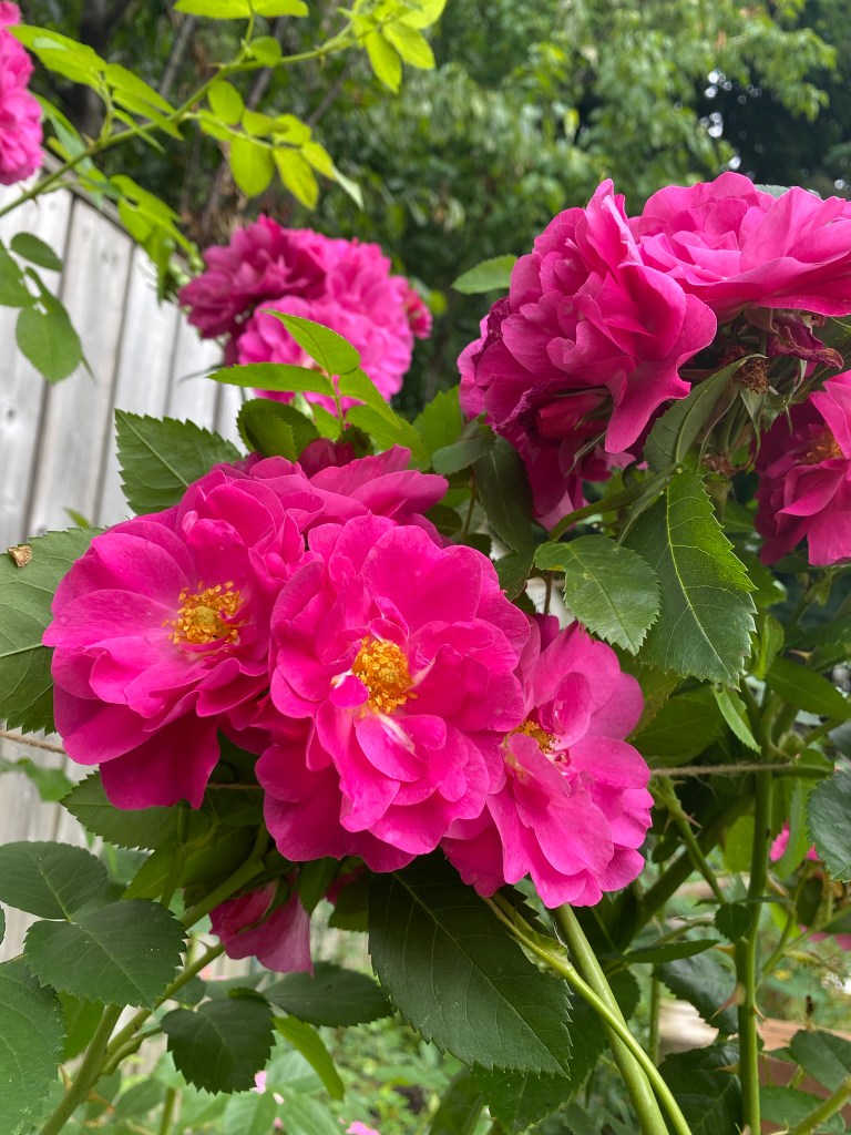 Bright pink rose bush