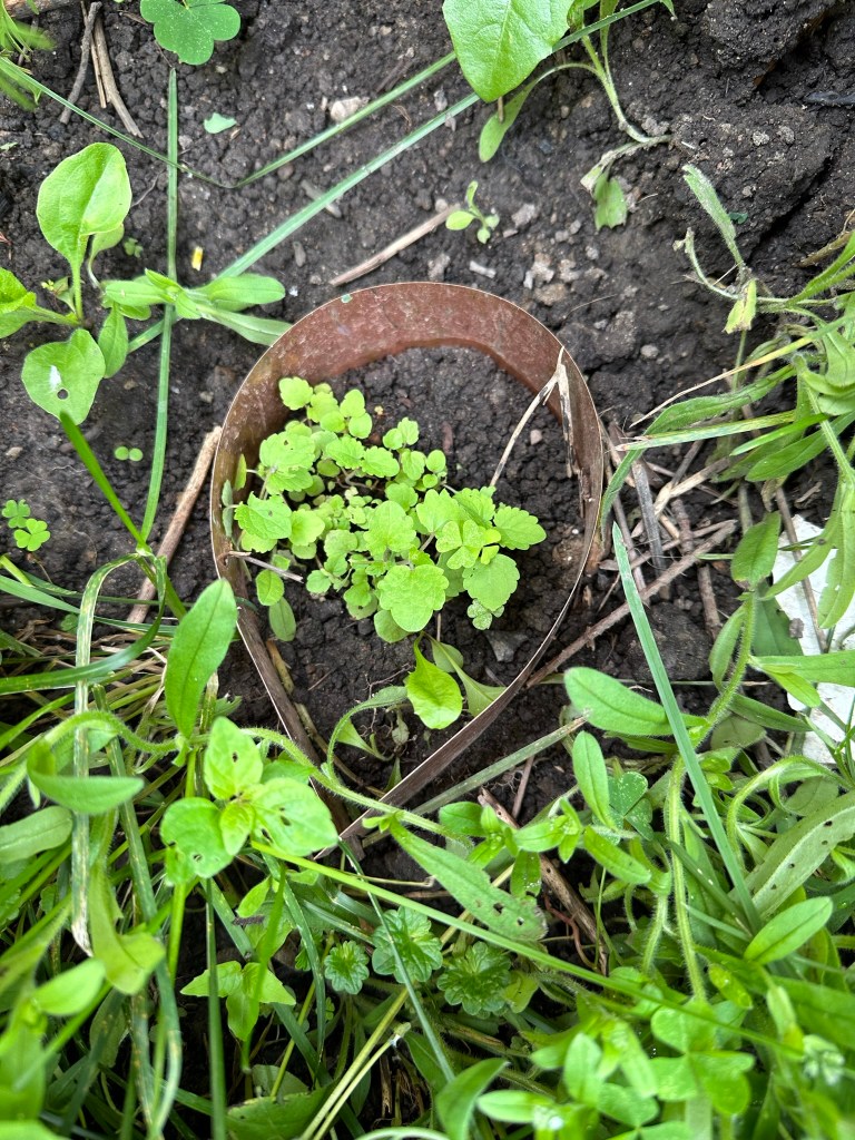 Copper ring to deter slugs