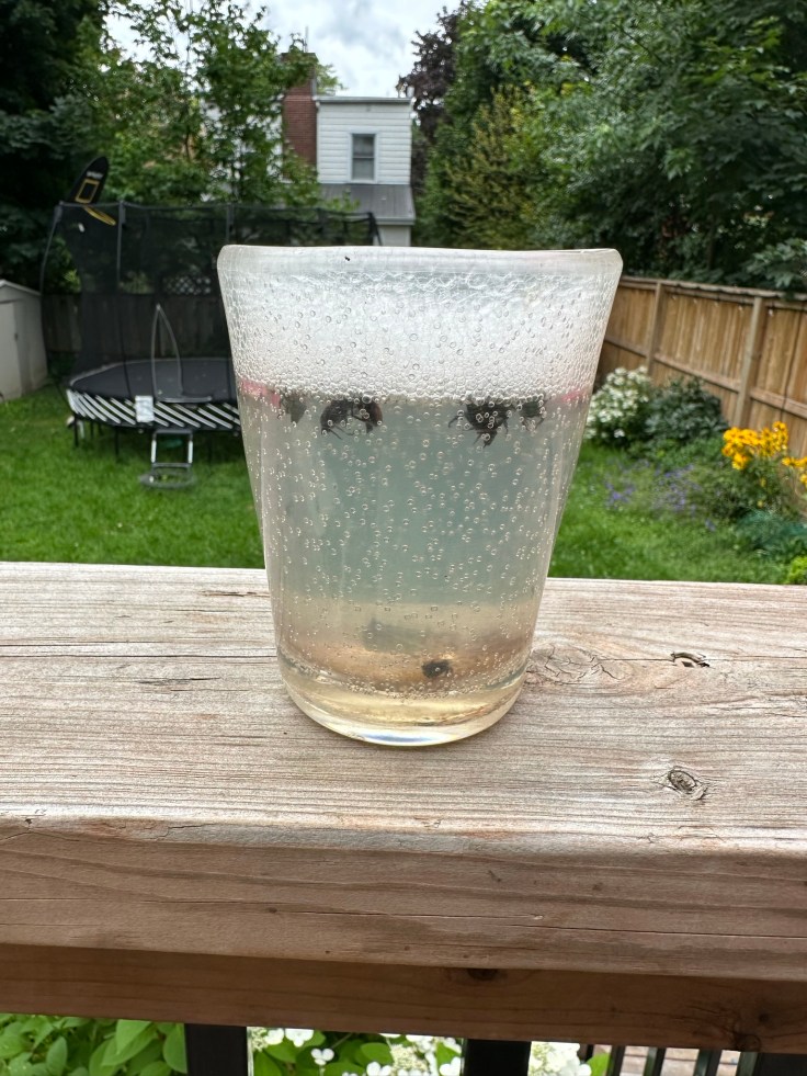 Cup of soapy water to kill Japanese beetles