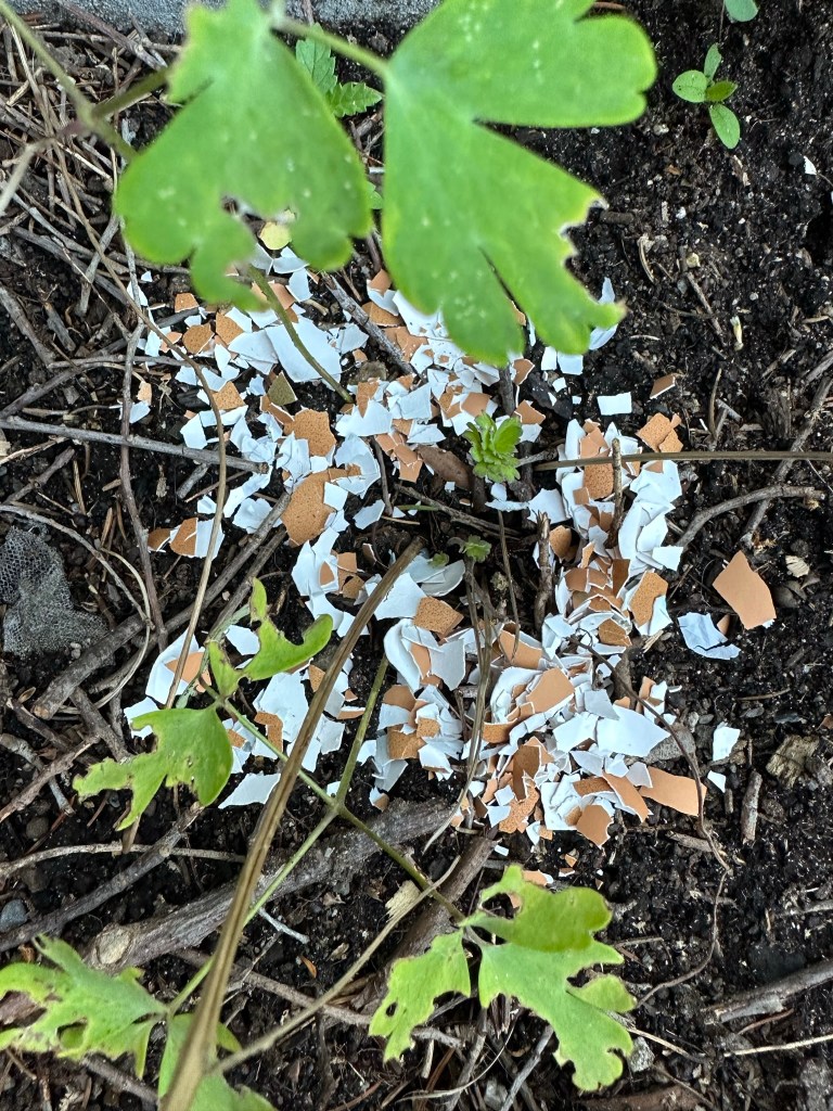 Eggshell to deter slugs