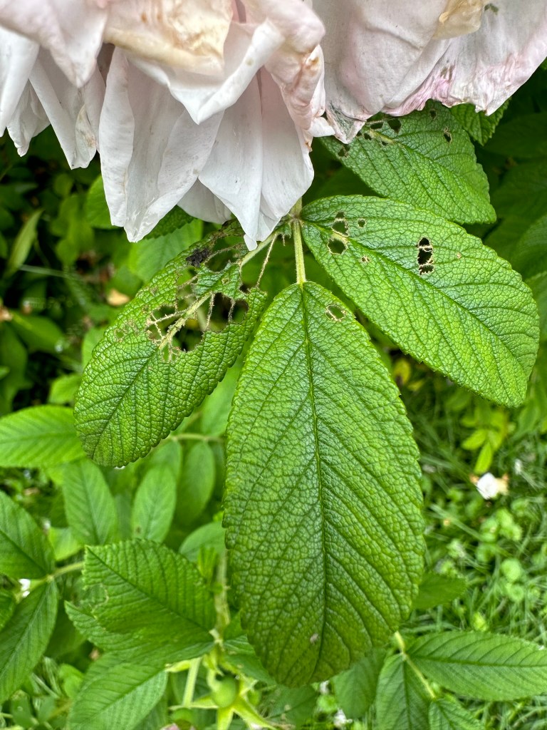 Damage from Japanese beetle