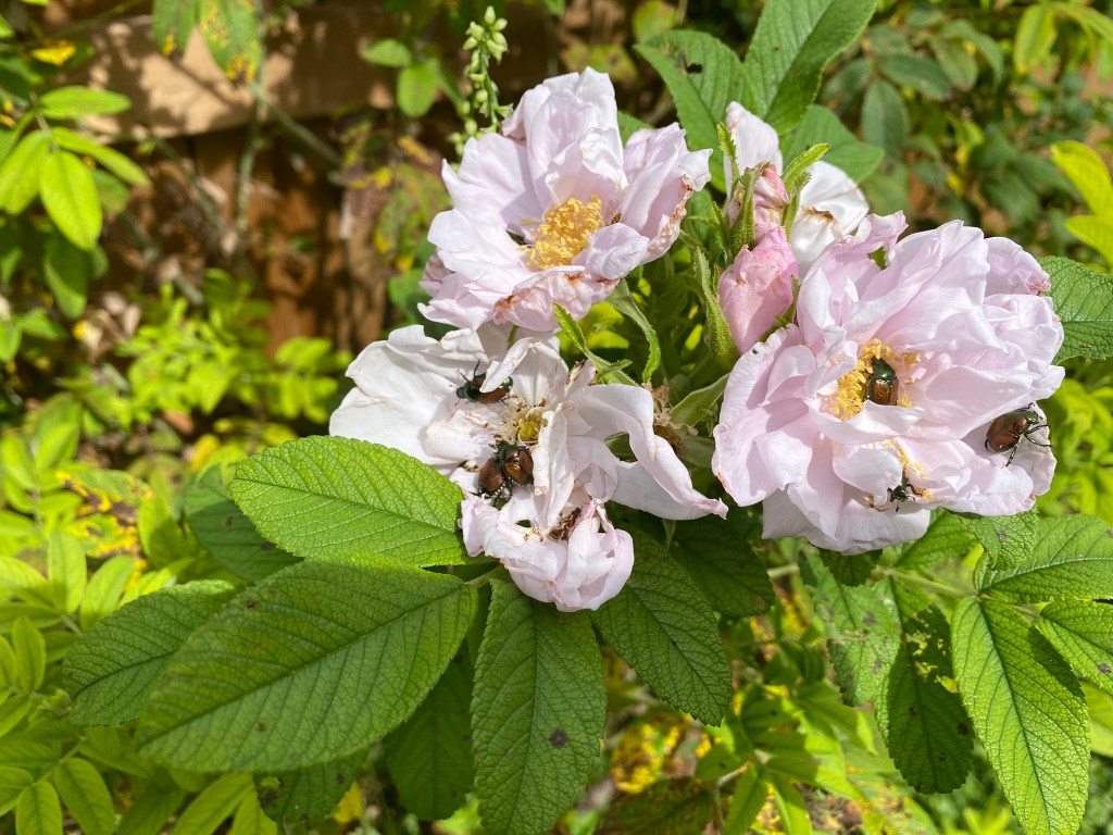 Japanese beetles on rosebushes
