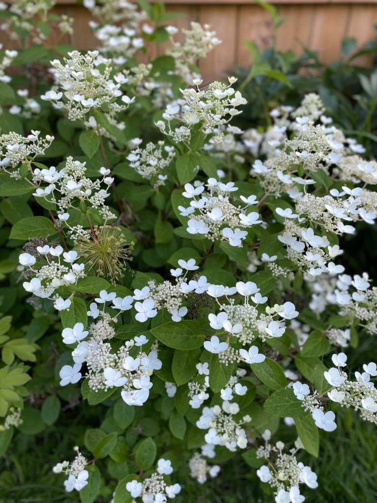 Lacecap Hydrangea Savill Lace