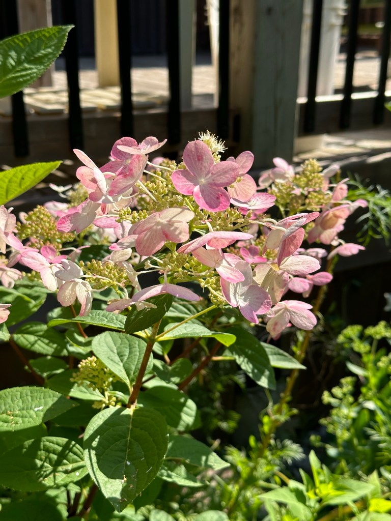 Lacecap Hydrangea Savill Lace turning pink