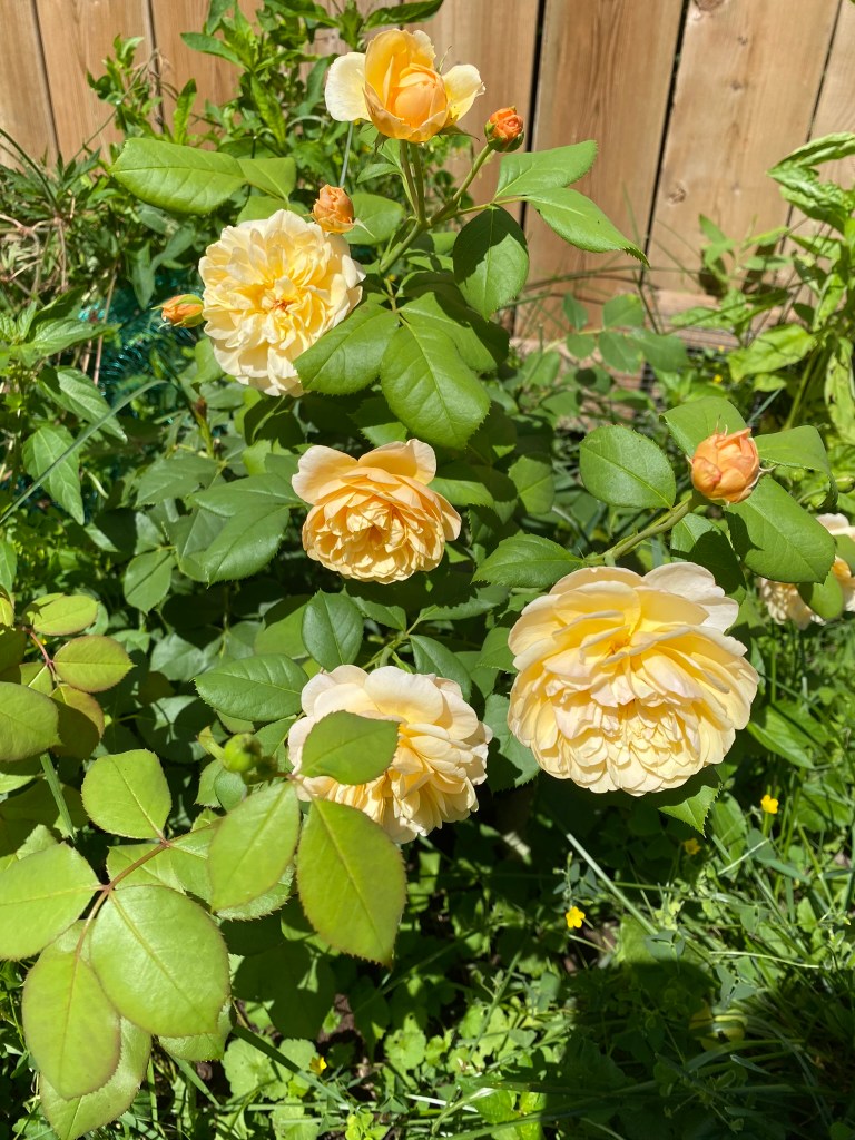 Roald Dahl rose bush