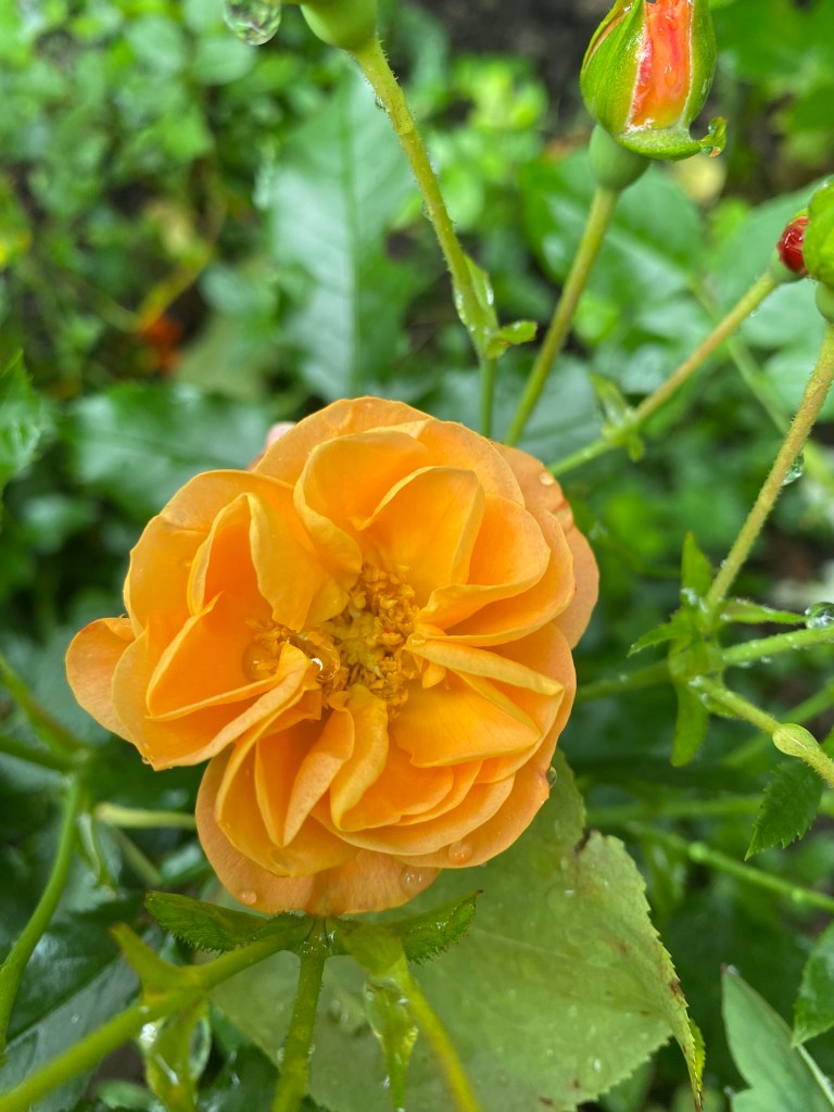 Orange rose