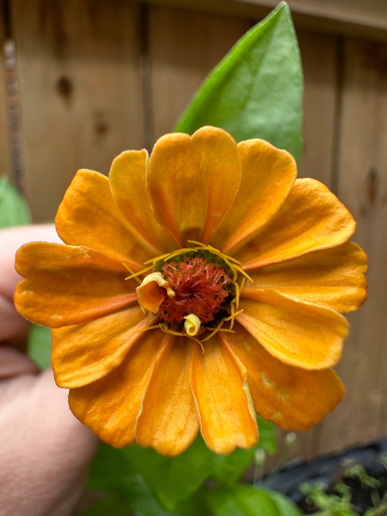 Orange zinnia
