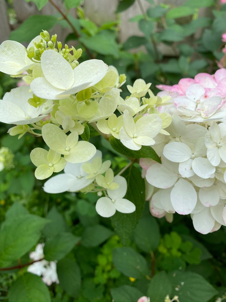 Panicle hydrangea Fire Light