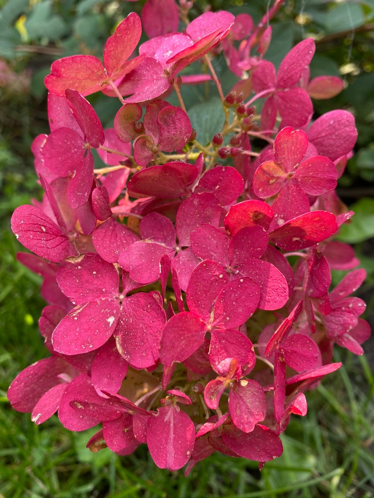 Panicle hydrange Fire Light