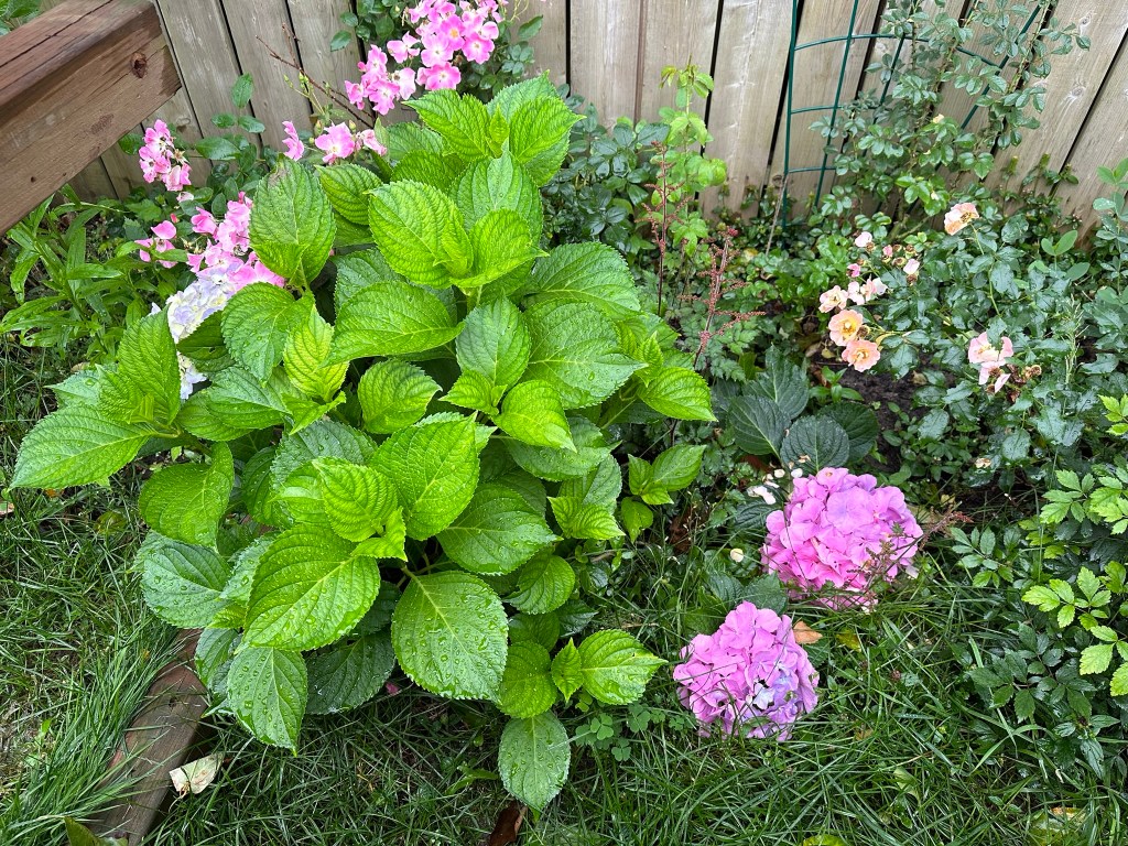 Pink mophead hydrangea