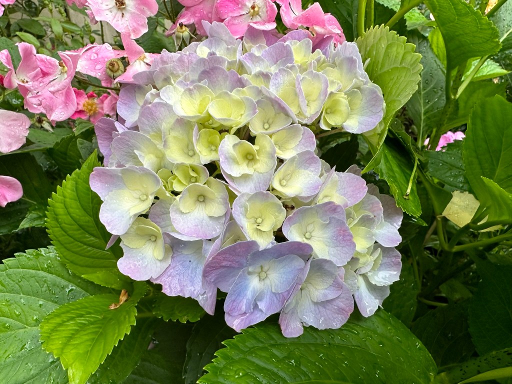 Purple mophead hydrangea