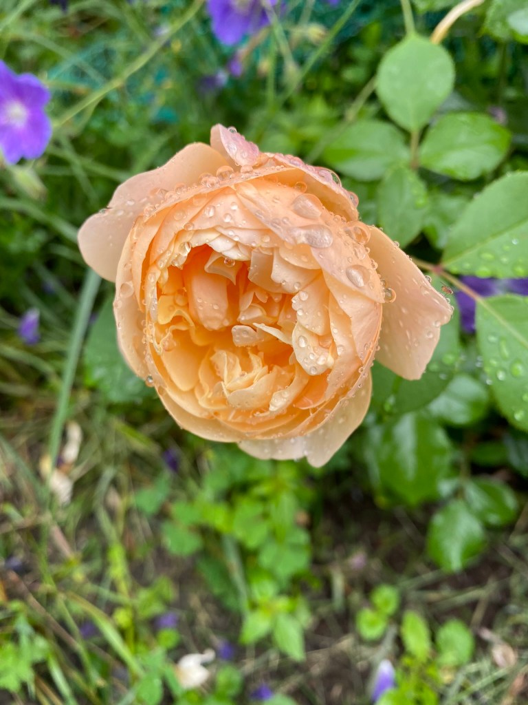 Roald Dahl rose