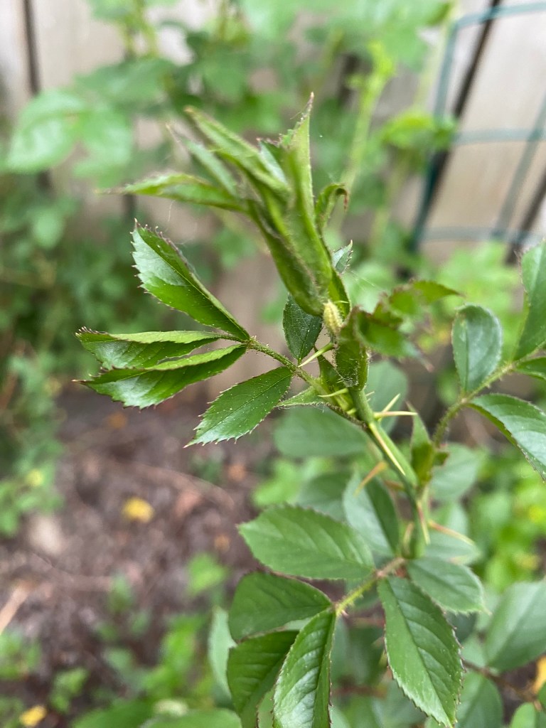 Sawfly larvae on rose