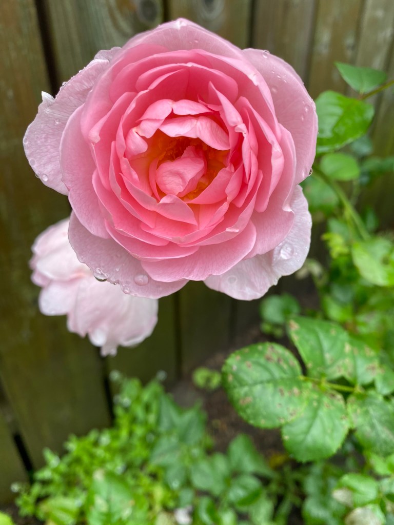 Scepter'd Isle rose