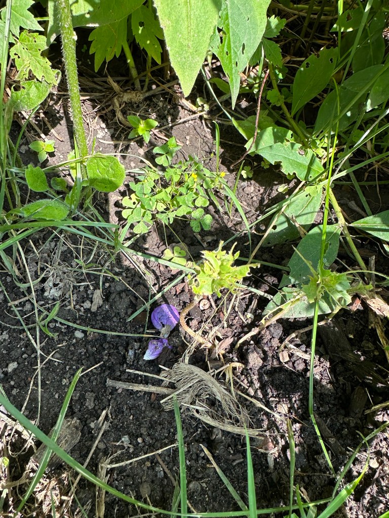Slug damage on zinnia
