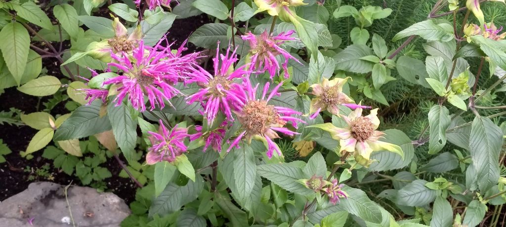 Mondara Bee Balm Wild Bergamot