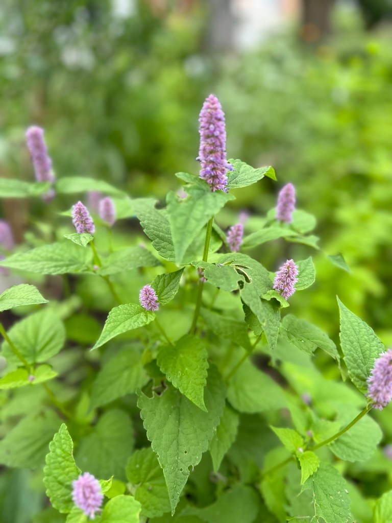 Anise Hyssop