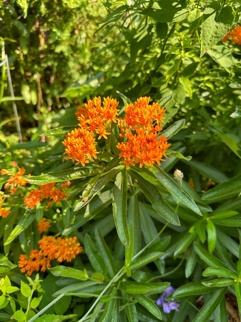 Butterfly Milkweed