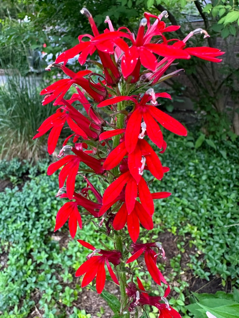 Cardinal Flower