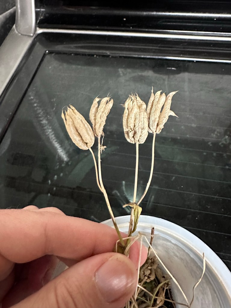 Columbine seed heads