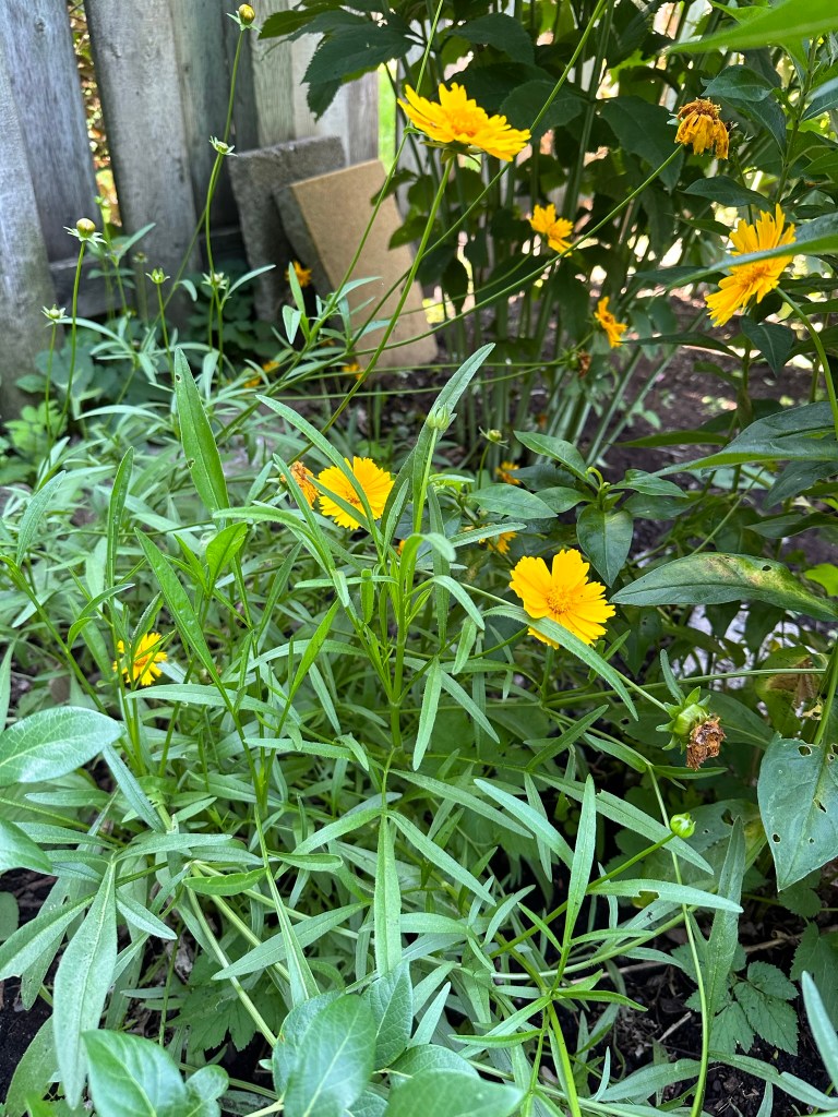 Coreopsis
